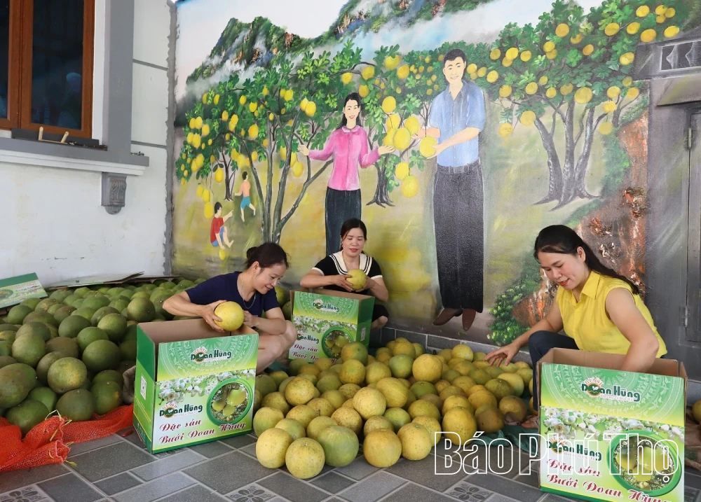 Ngọt thơm trái bưởi Vân Đồn