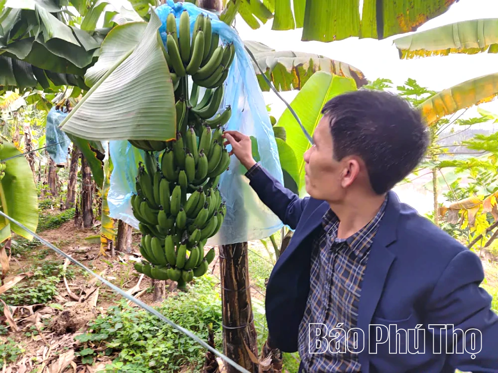 Chuối tiêu hồng mở hướng làm giàu