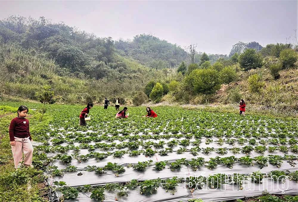 Trang trại hữu cơ Sen Vàng - Nơi thiên nhiên và lòng người hòa quyện