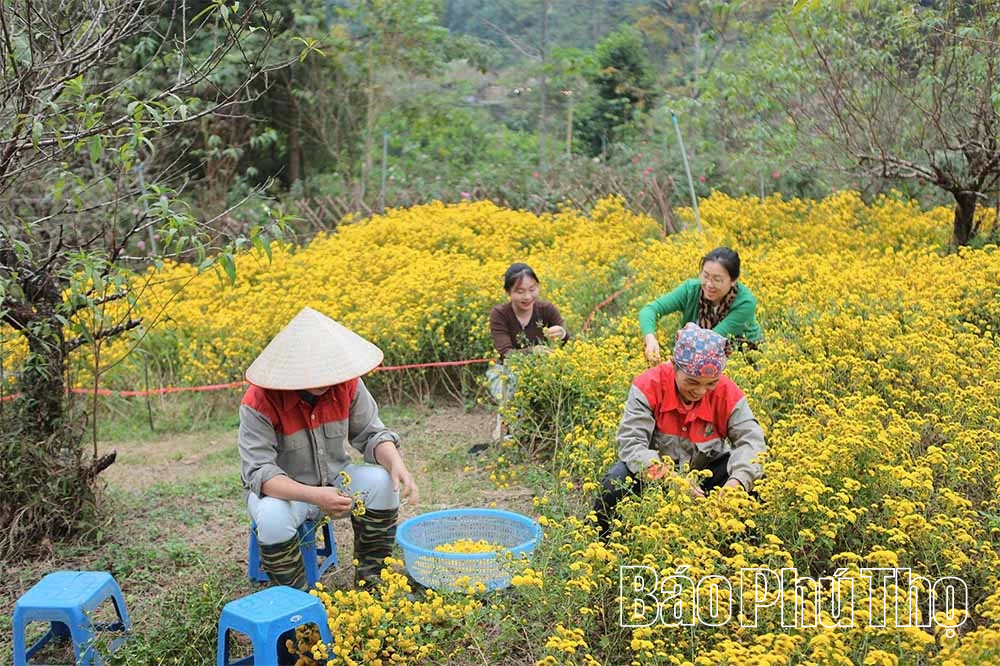 Trang trại hữu cơ Sen Vàng - Nơi thiên nhiên và lòng người hòa quyện