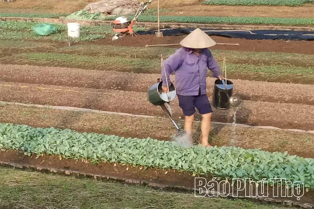 Tân Đức chủ động nguồn rau an toàn phục vụ Tết