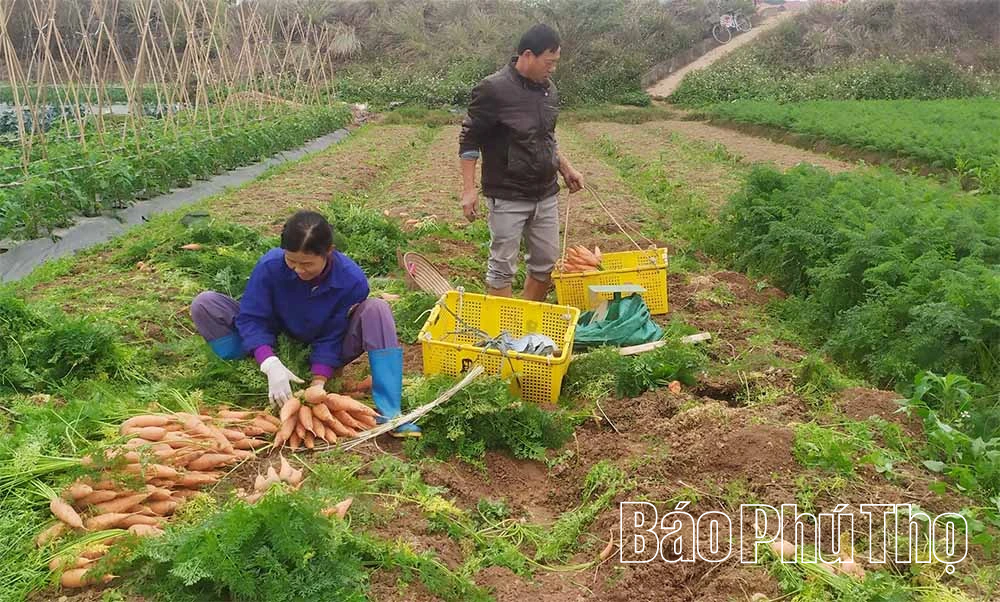 Tân Đức chủ động nguồn rau an toàn phục vụ Tết