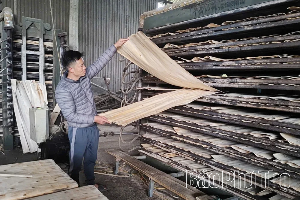 Từ thợ xây dựng đến chủ doanh nghiệp ván bóc