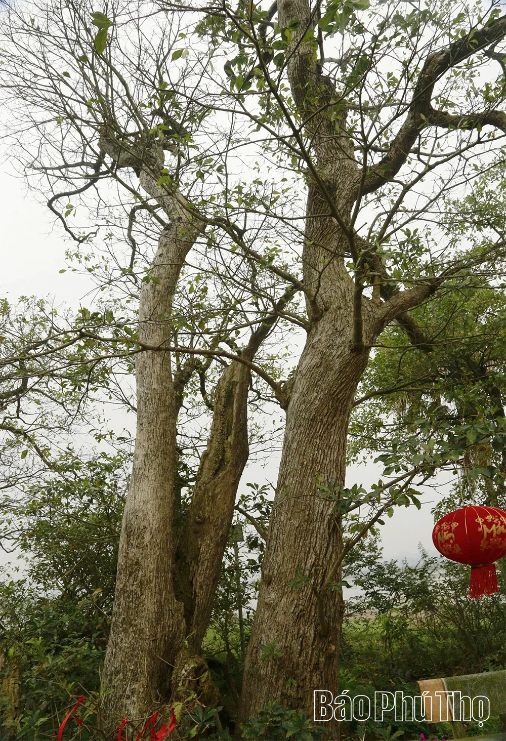 Kho báu đồng Láng Chương