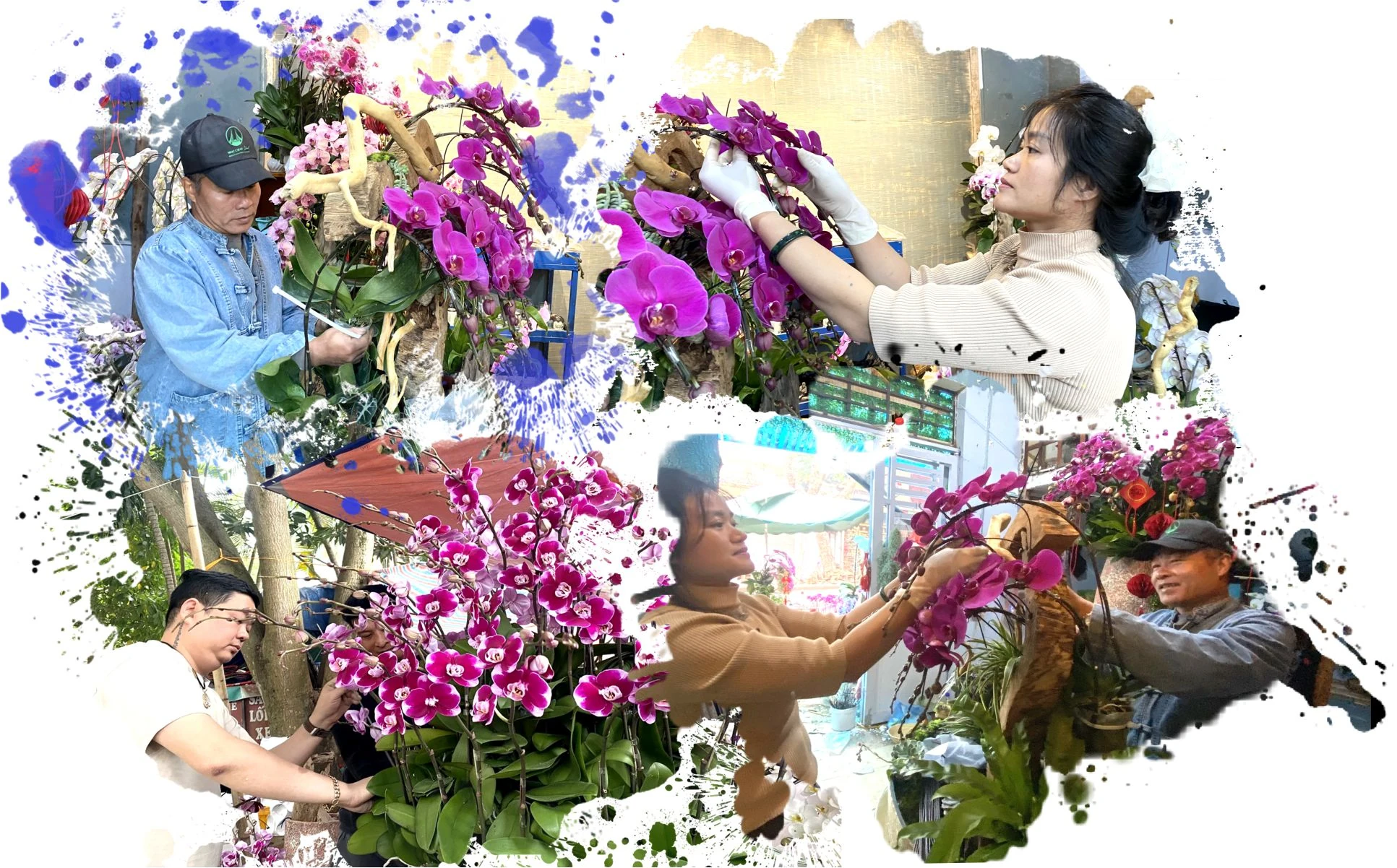 Rộn ràng thị trường hoa lan dịp Tết Nguyên đán 2026