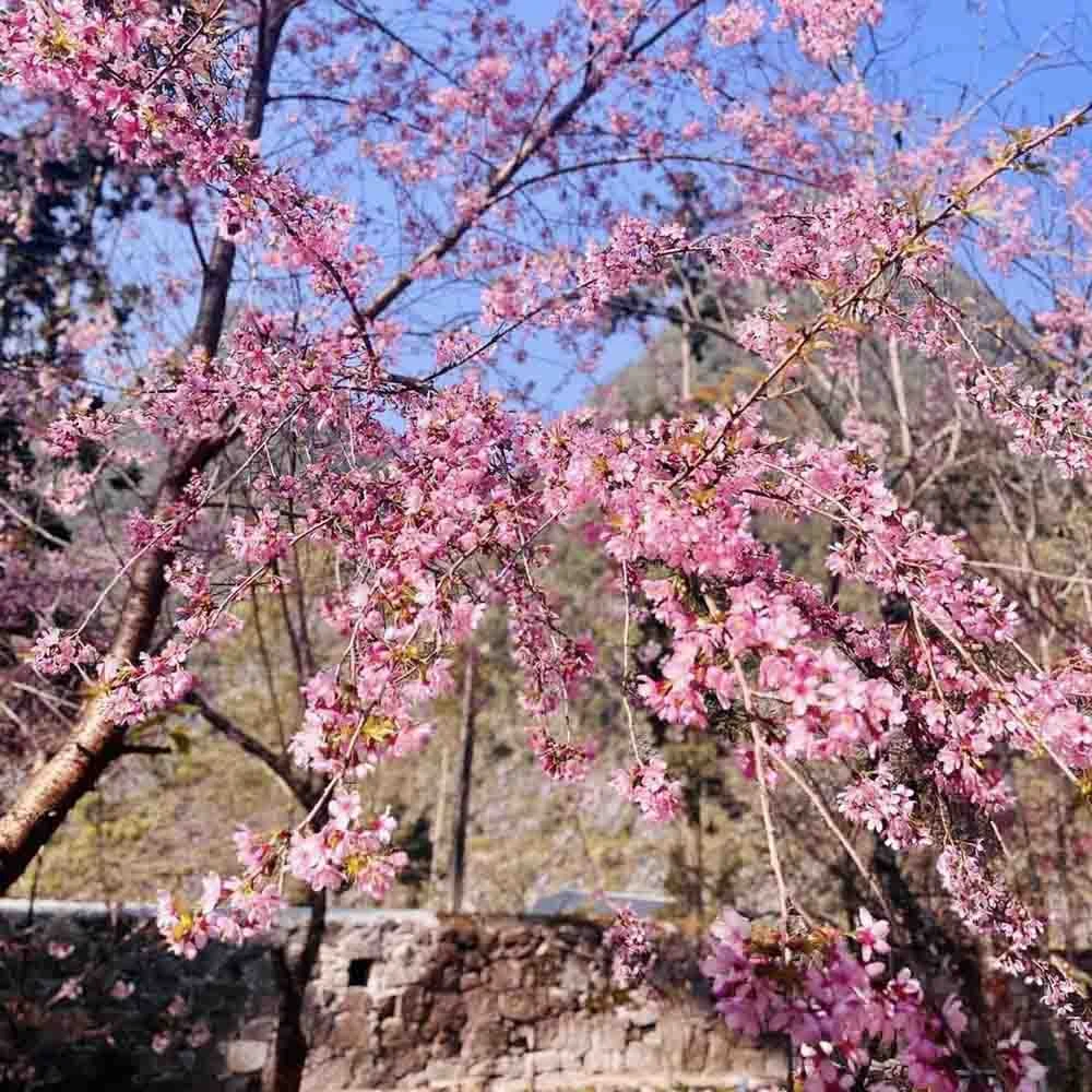 5 tọa độ ngắm hoa xuân nở rộ đẹp nhất miền Bắc ngày giáp Tết