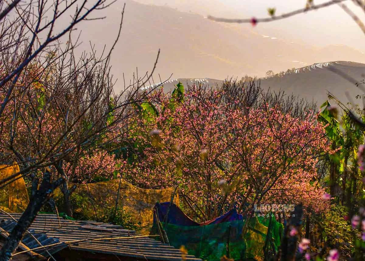 5 tọa độ ngắm hoa xuân nở rộ đẹp nhất miền Bắc ngày giáp Tết