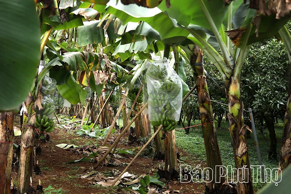 Chuối xanh ngày Tết