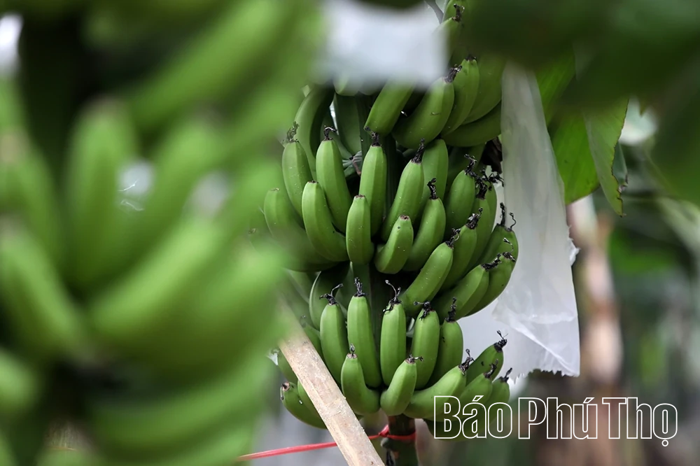 Chuối xanh ngày Tết