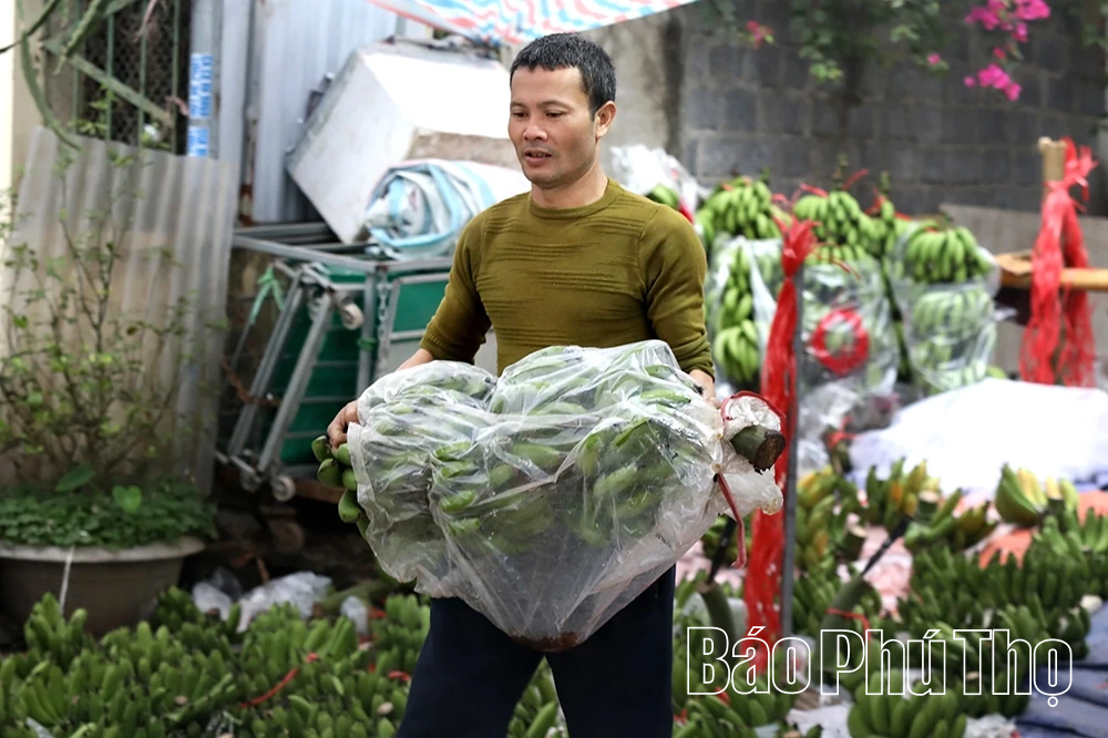 Chuối xanh ngày Tết