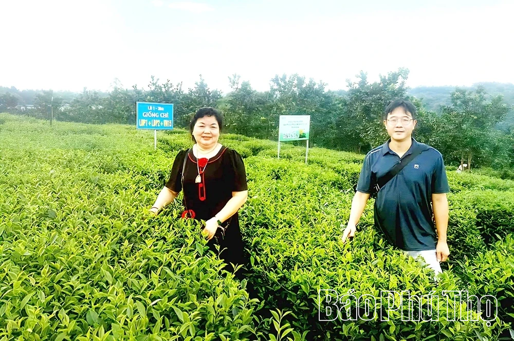 Xây dựng vùng nguyên liệu tập trung phục vụ xuất khẩu