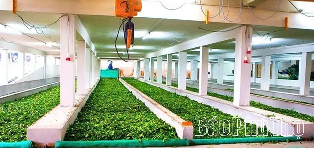 Xây dựng vùng nguyên liệu tập trung phục vụ xuất khẩu