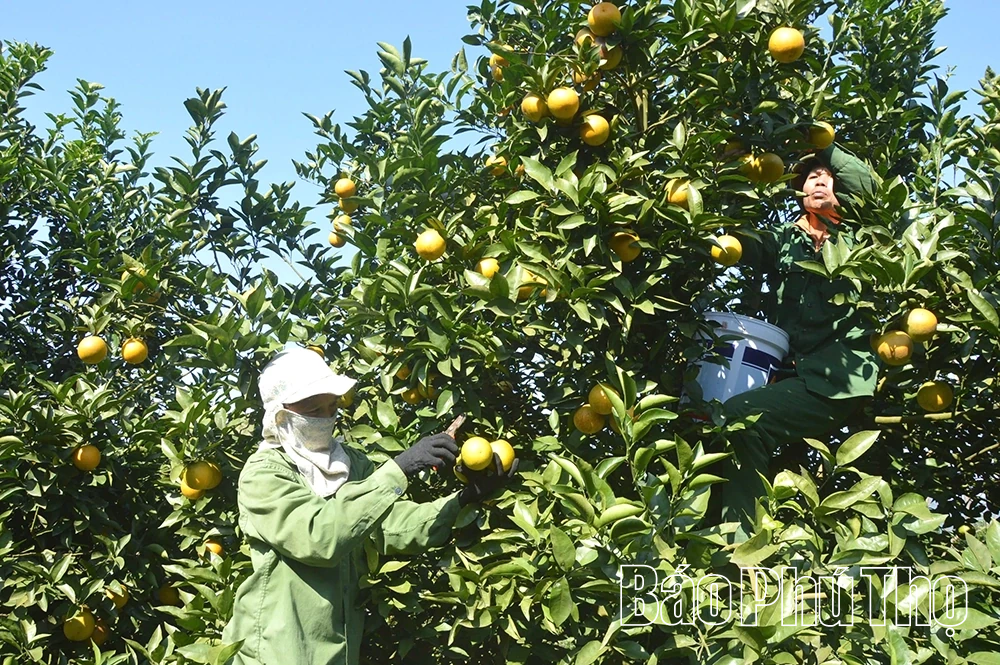 Xây dựng vùng nguyên liệu tập trung phục vụ xuất khẩu