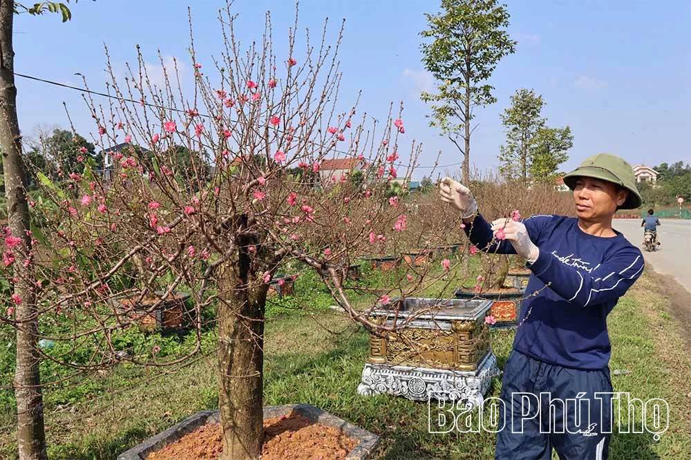 Đưa hoa Xuân xuống phố