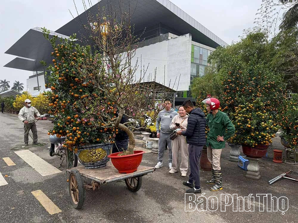 Thú chơi cây cảnh ngày Tết