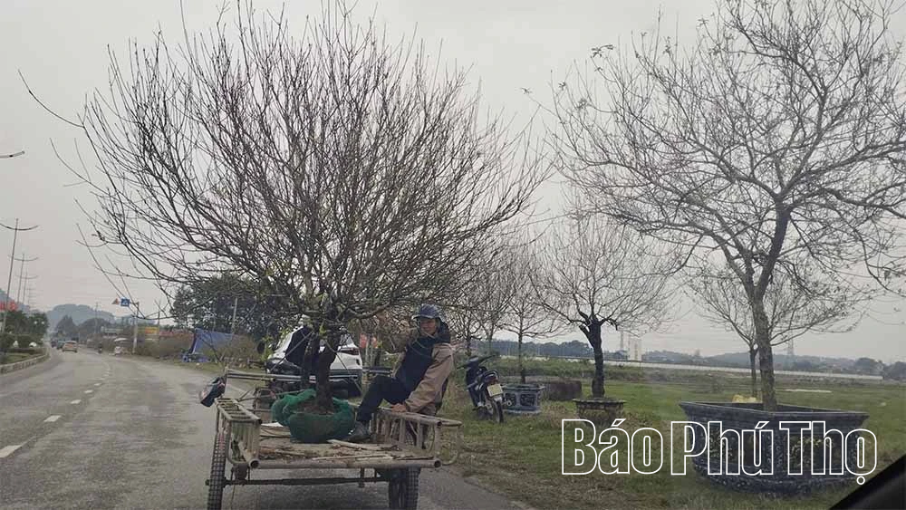 Thú chơi cây cảnh ngày Tết