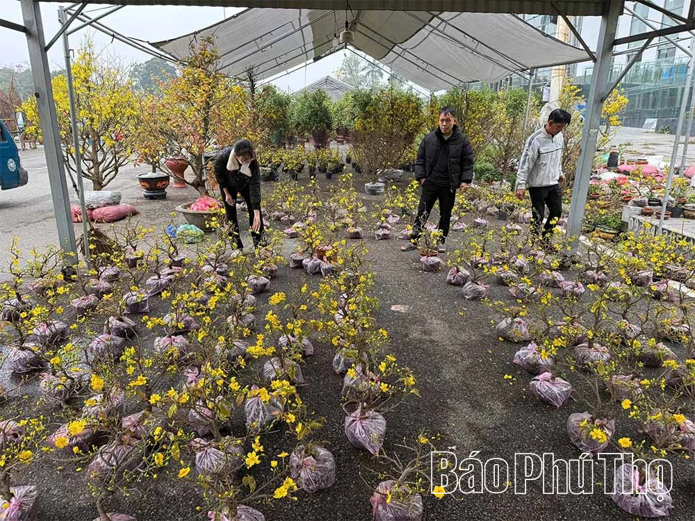 Thú chơi cây cảnh ngày Tết