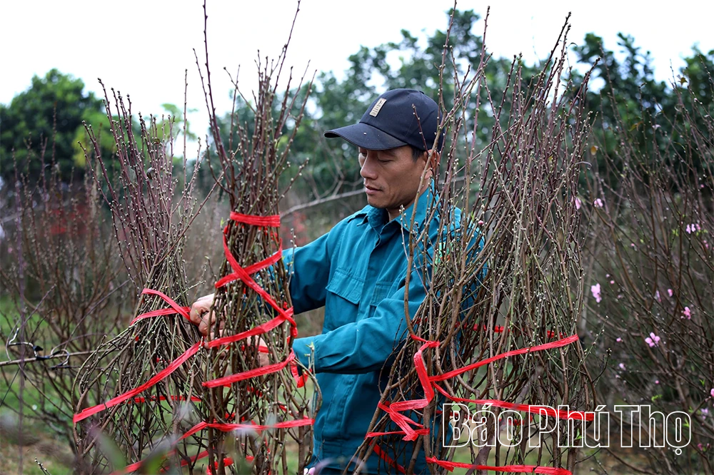 Sắc đào chạm Tết