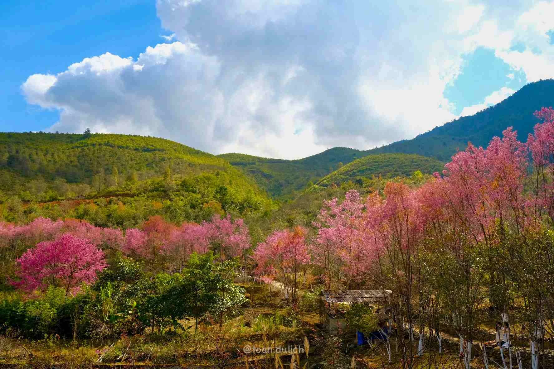 5 tọa độ ngắm hoa xuân nở rộ đẹp nhất miền Bắc ngày giáp Tết