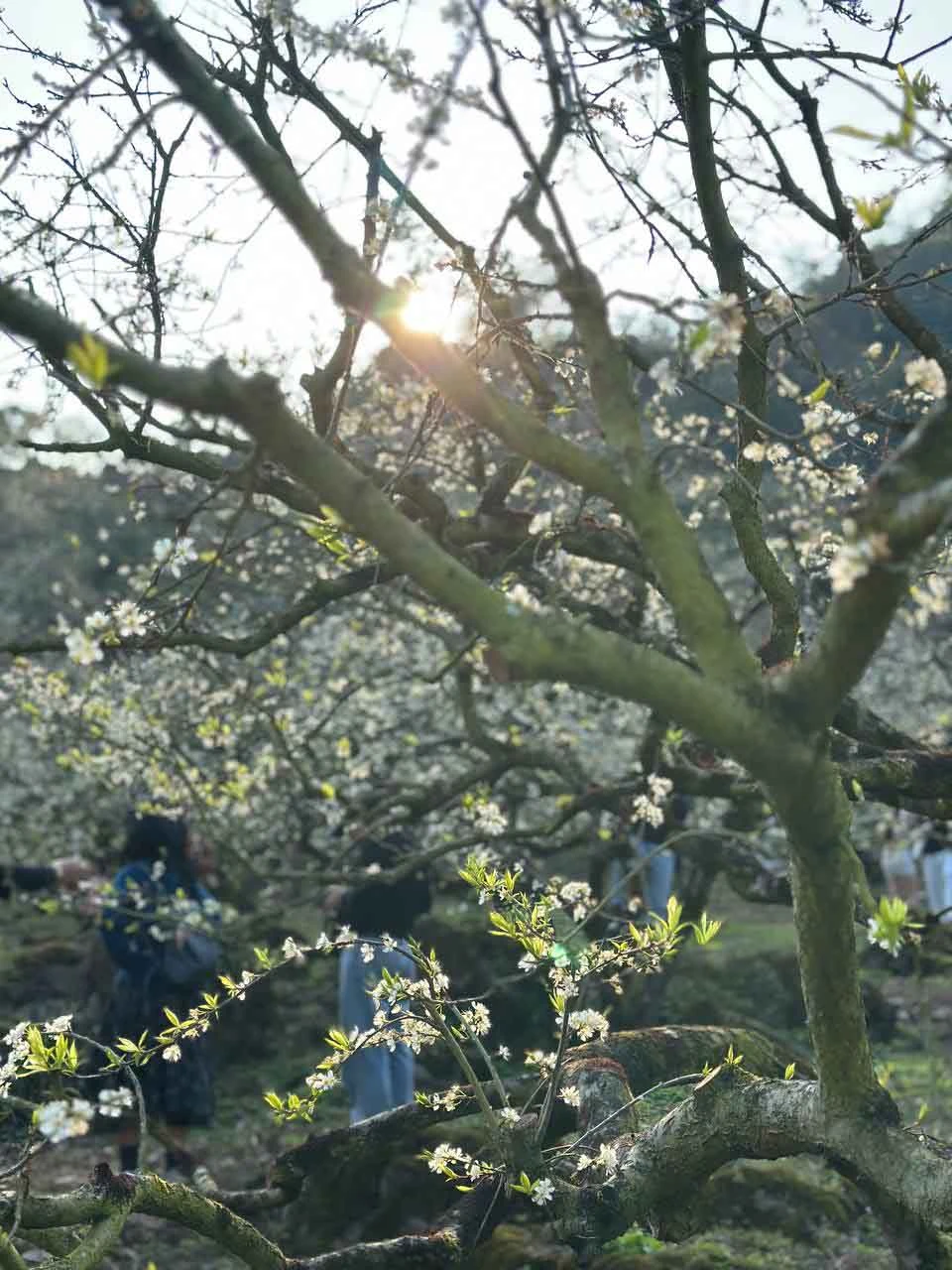 5 tọa độ ngắm hoa xuân nở rộ đẹp nhất miền Bắc ngày giáp Tết