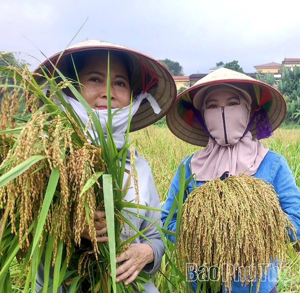 Nếp gà gáy Mỹ Lung - đặc sản xứ Mường