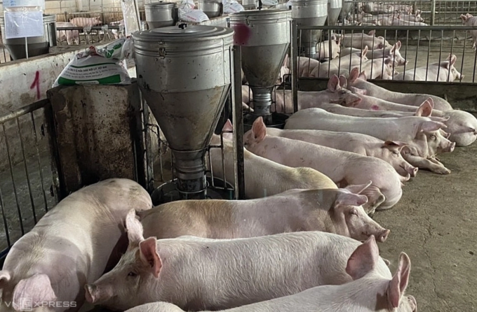 Giá thịt heo giảm sau Tết