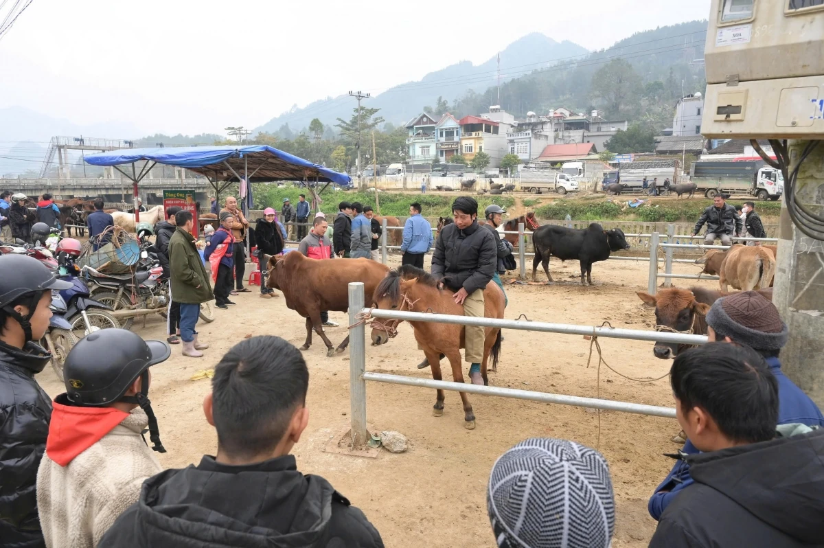 Đến Bắc Hà nghe chuyện vó ngựa trên cao nguyên trắng