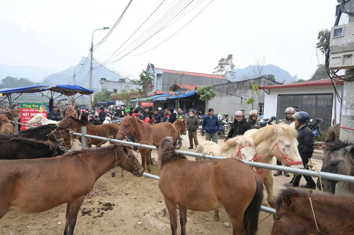 Đến Bắc Hà nghe chuyện vó ngựa trên cao nguyên trắng