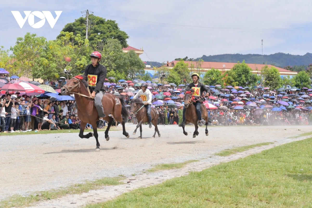 Đến Bắc Hà nghe chuyện vó ngựa trên cao nguyên trắng