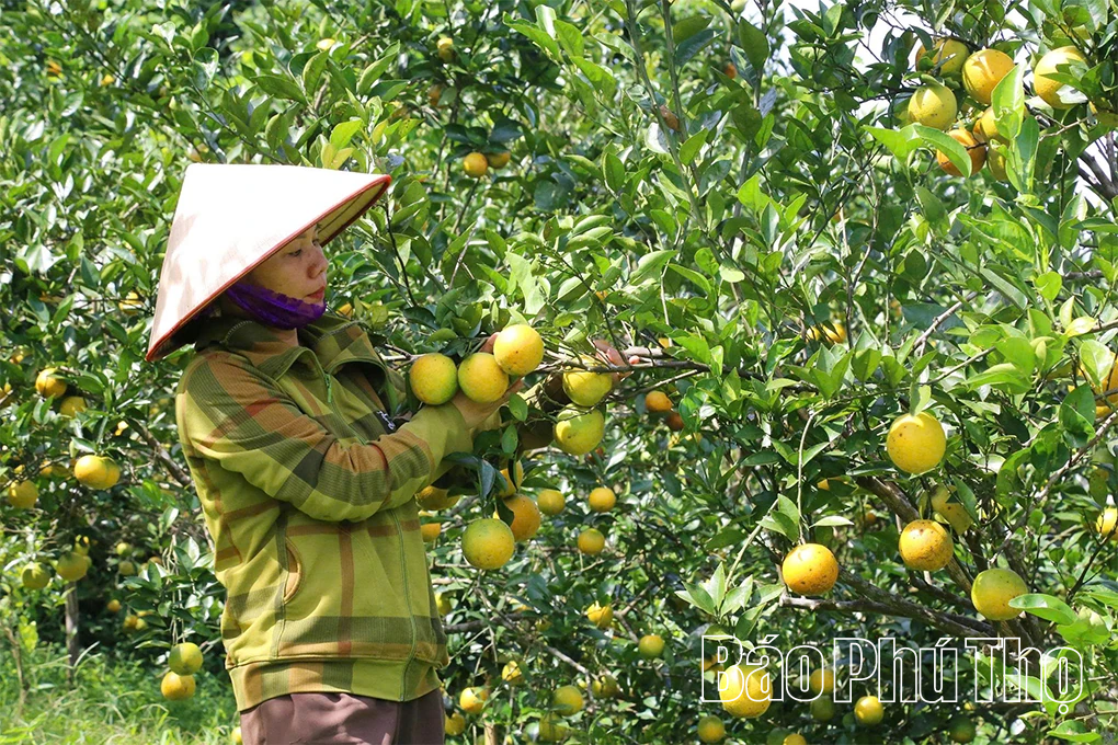 Khai thác lợi thế nông sản đặc trưng