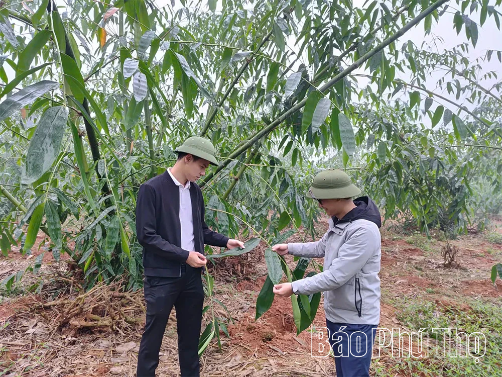 Mở hướng làm giàu cho người dân xã Phú Mỹ