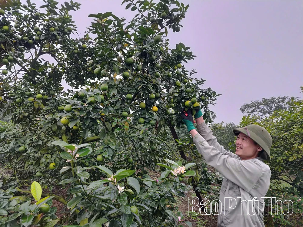 Mở hướng làm giàu cho người dân xã Phú Mỹ