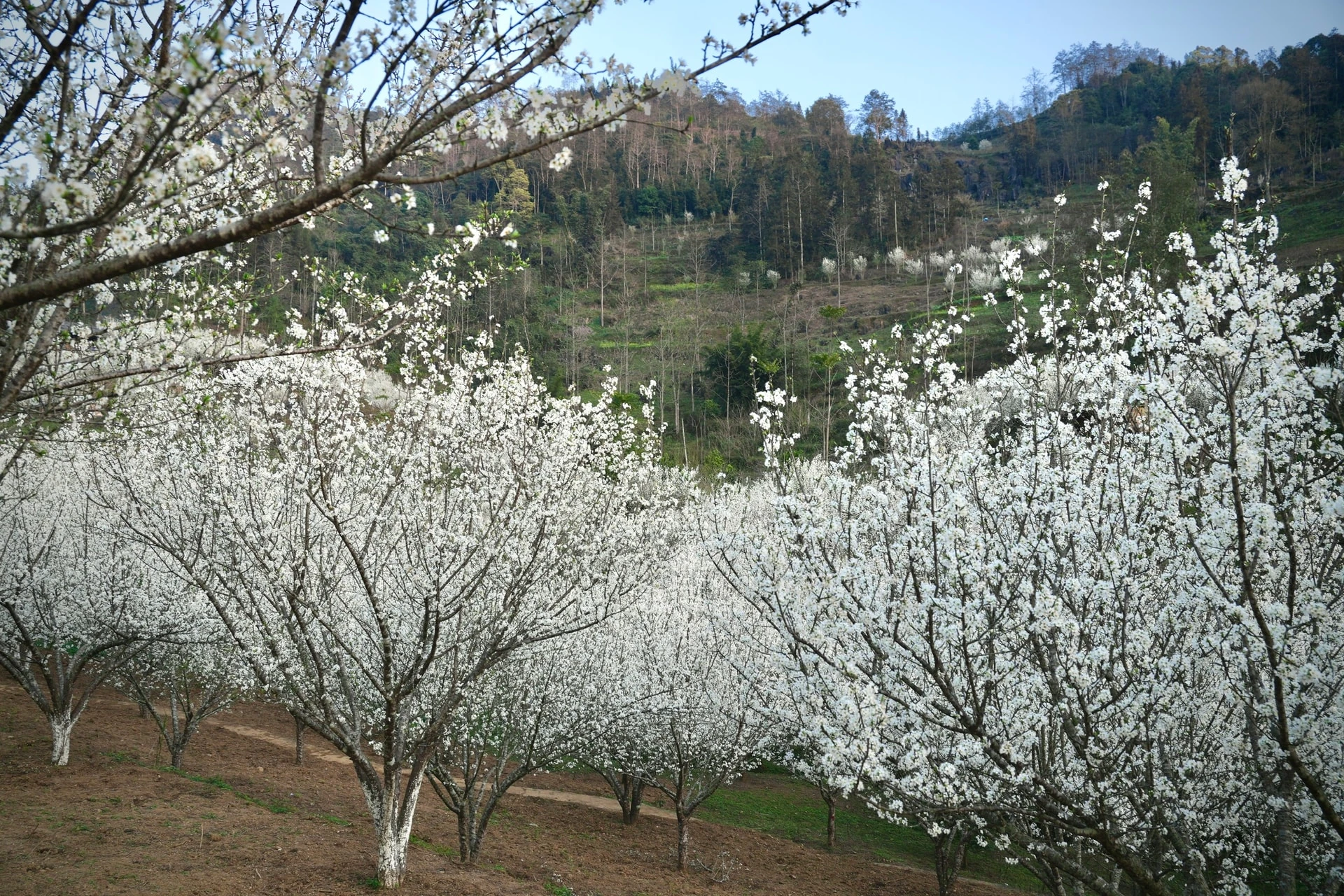 Tháng 2, ngắm hoa mận trắng trời Bắc Hà