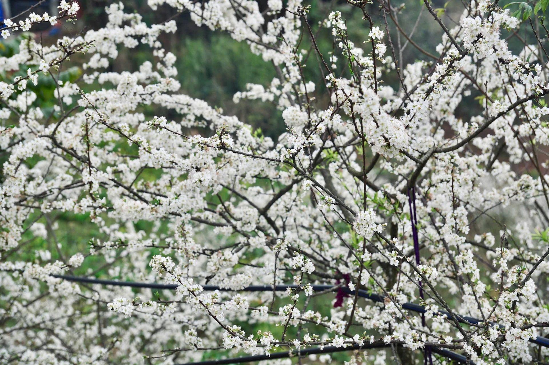 Tháng 2, ngắm hoa mận trắng trời Bắc Hà