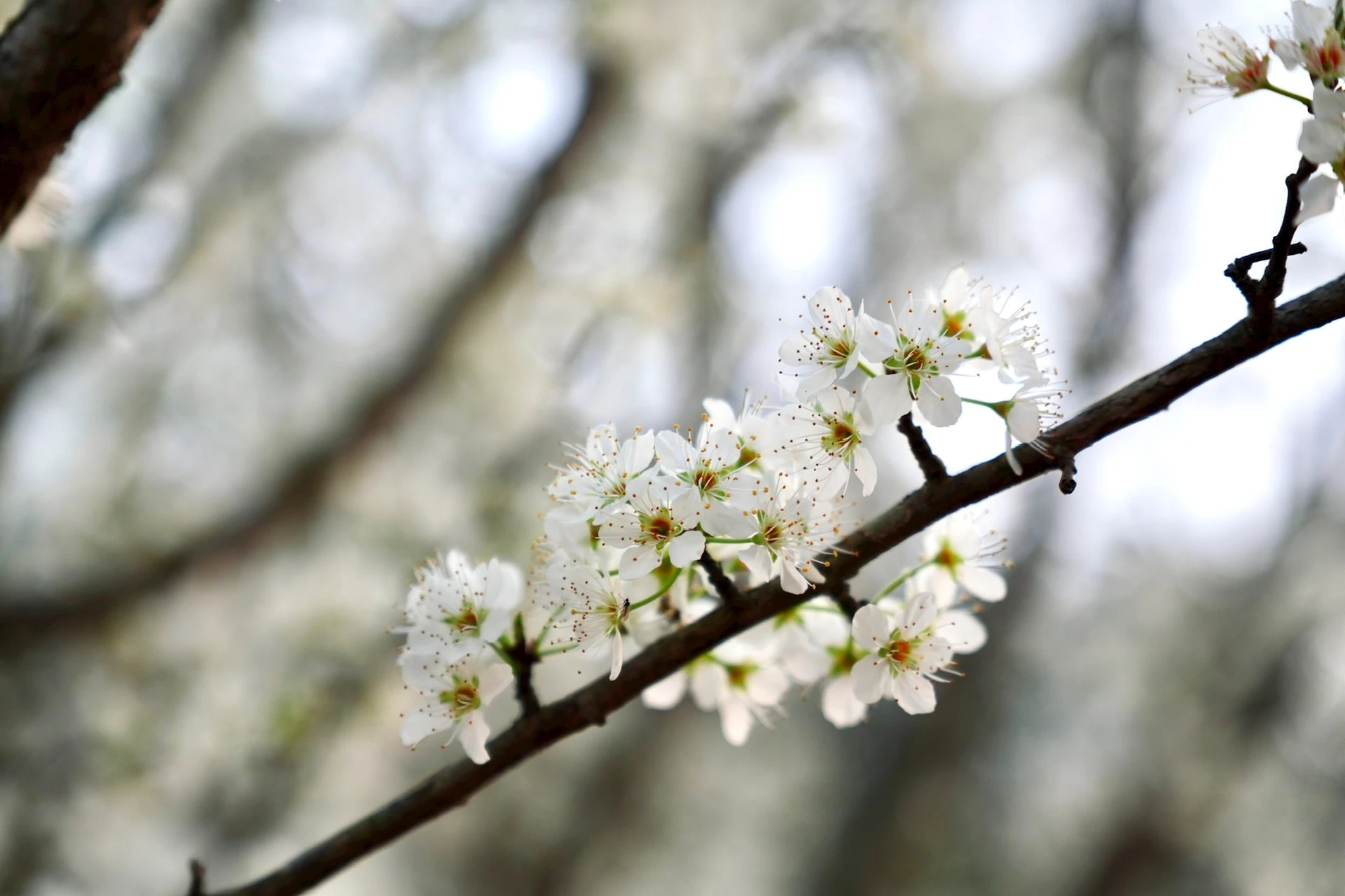 Tháng 2, ngắm hoa mận trắng trời Bắc Hà