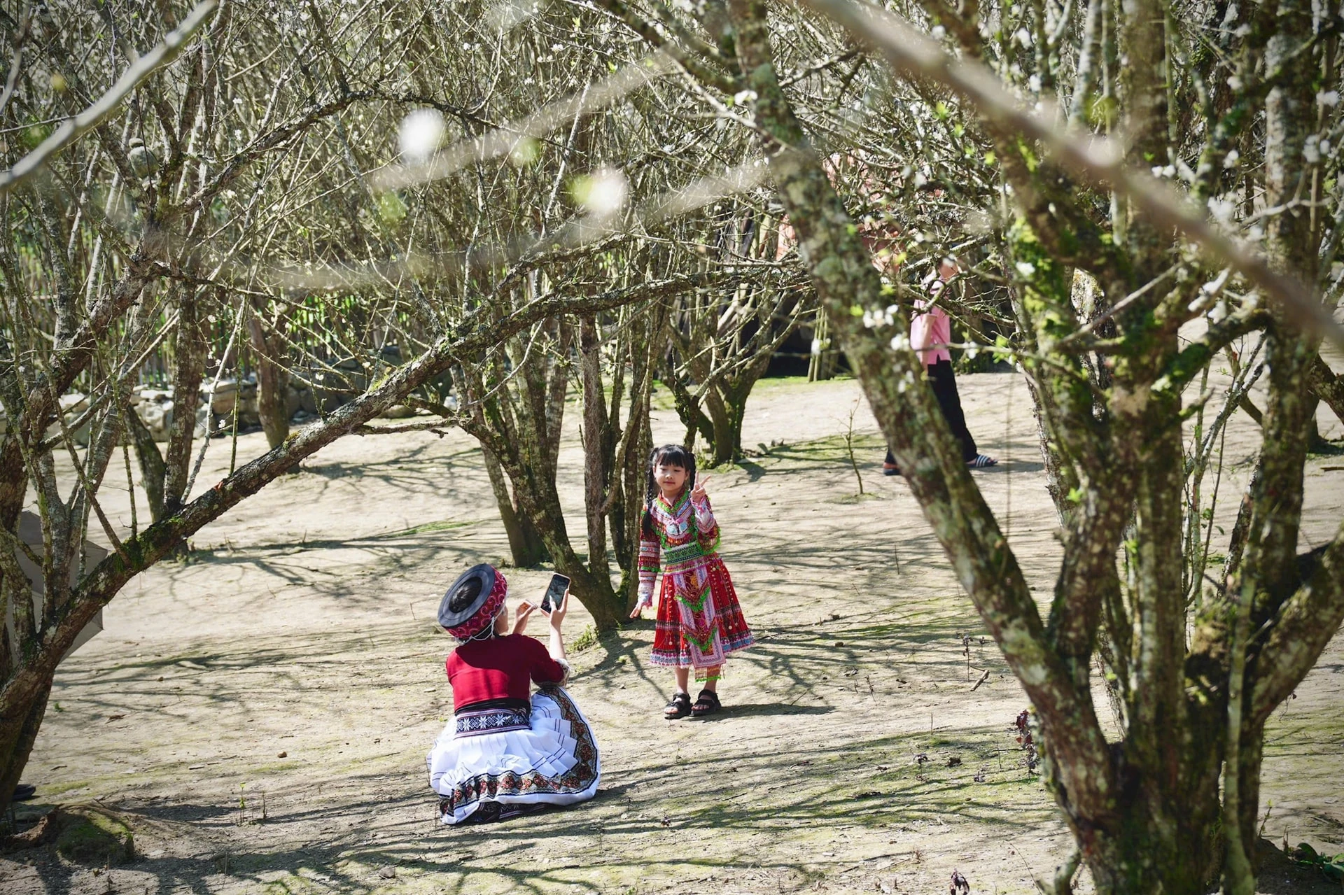 Tháng 2, ngắm hoa mận trắng trời Bắc Hà