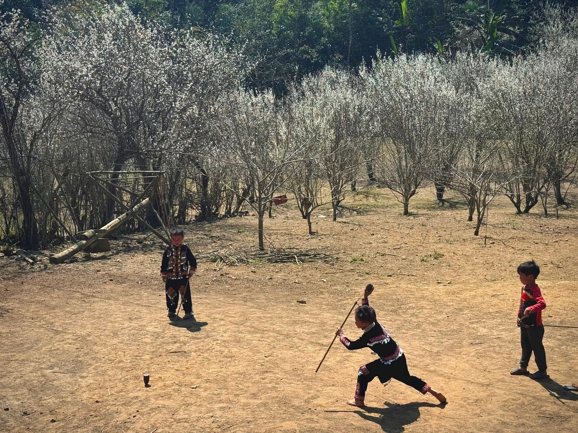 Tháng 2, ngắm hoa mận trắng trời Bắc Hà