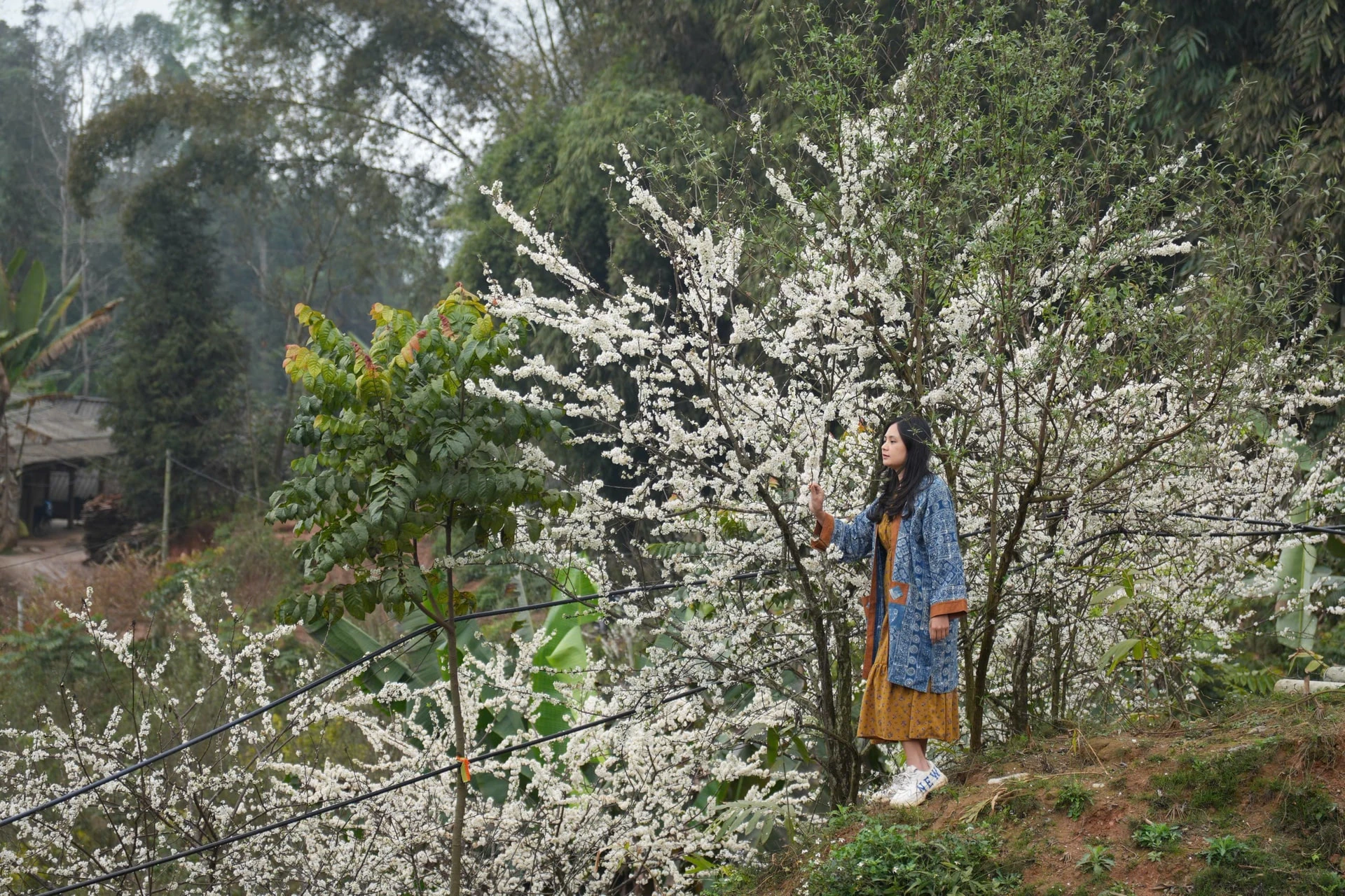 Tháng 2, ngắm hoa mận trắng trời Bắc Hà