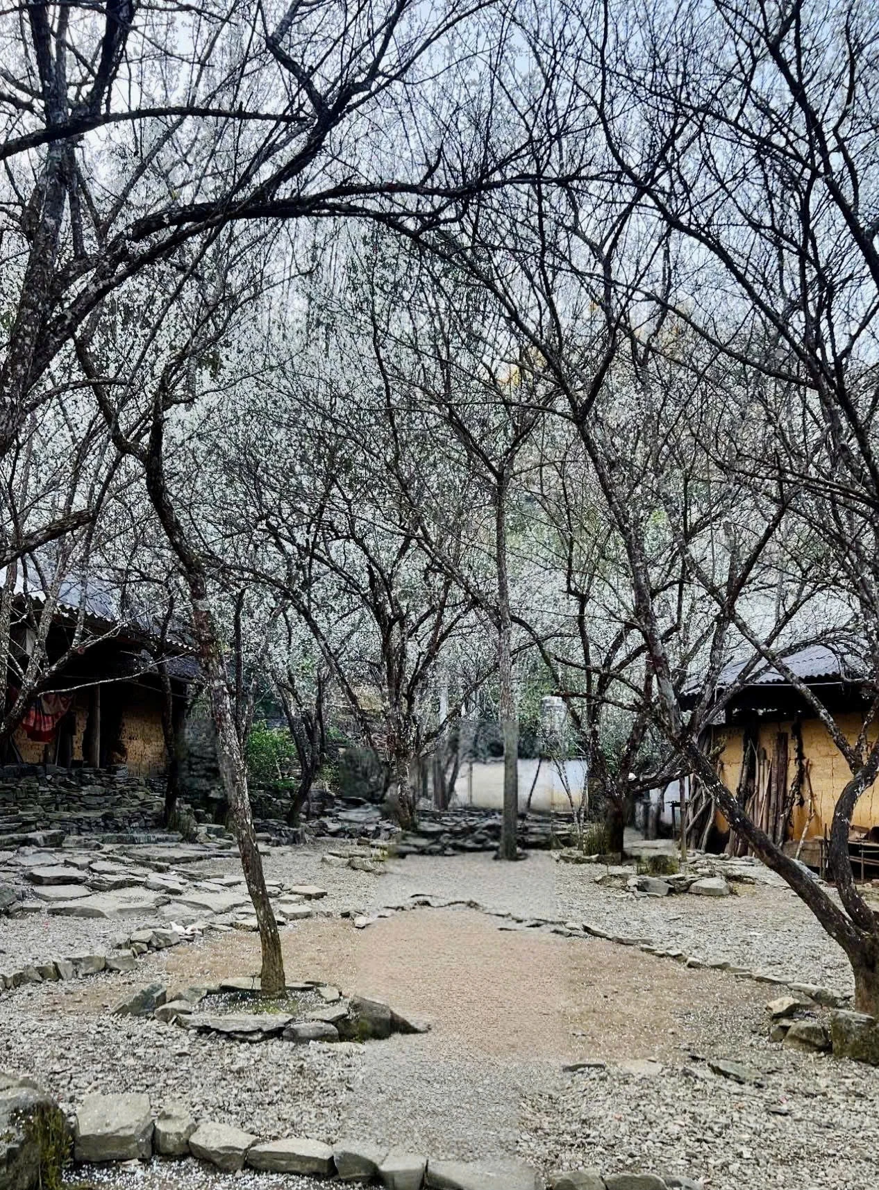 Tháng 2, ngắm hoa mận trắng trời Bắc Hà