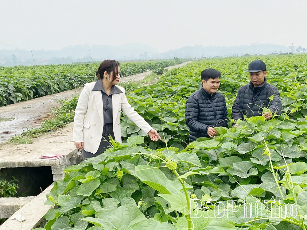 Tam Đảo chuyển dịch cơ cấu cây trồng gia tăng giá trị