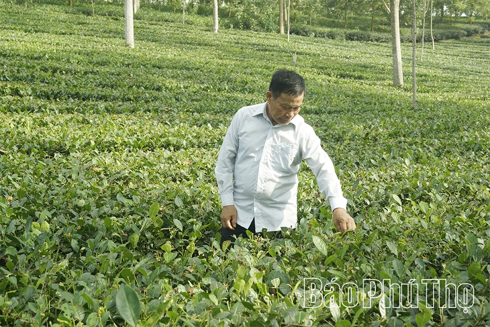 Nhịp Xuân mới ở các hợp tác xã