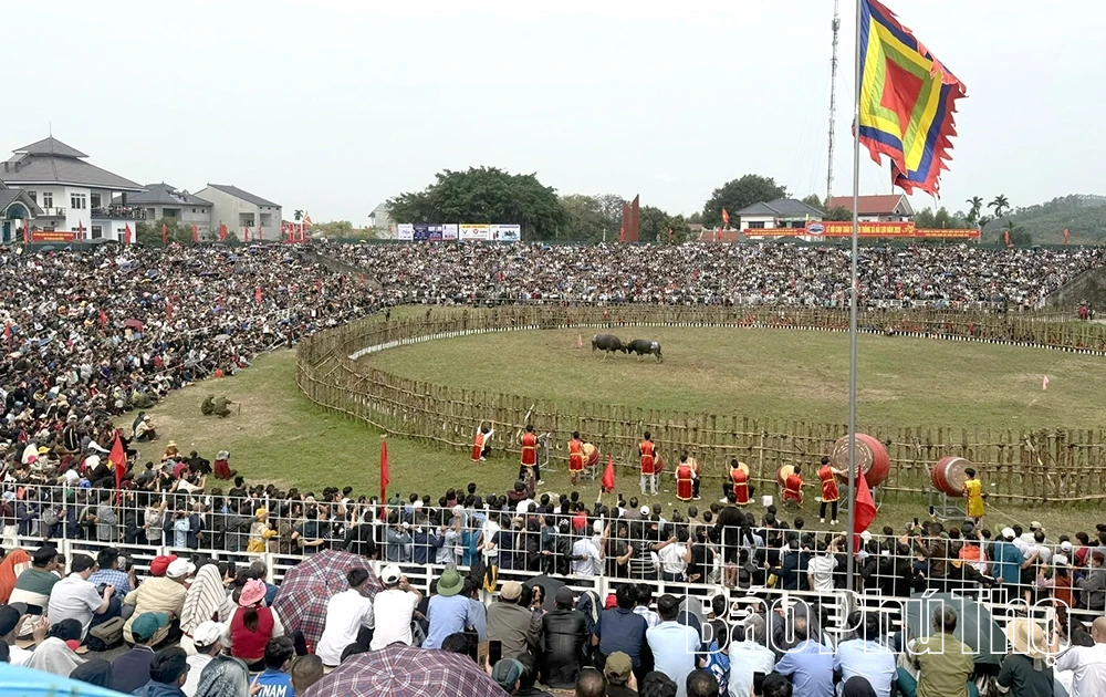 Khai mạc Lễ hội chọi trâu Hải Lựu Xuân Bính Ngọ 2026