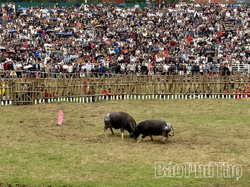 Khai mạc Lễ hội chọi trâu Hải Lựu Xuân Bính Ngọ 2026