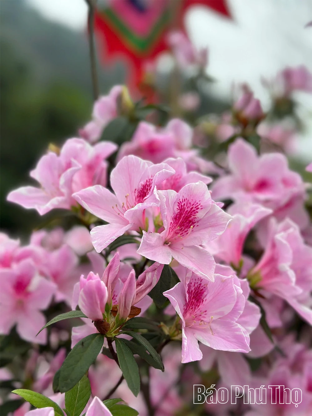 Hoa đỗ quyên - “Nàng thơ” của núi rừng