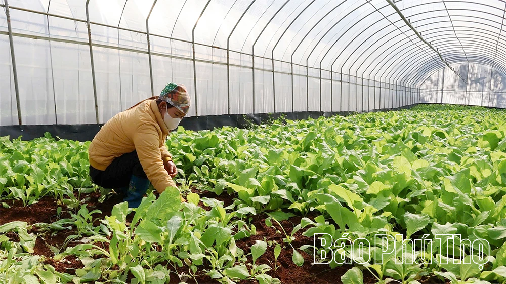 Nông nghiệp xanh - Hướng đi nâng tầm giá trị nông sản