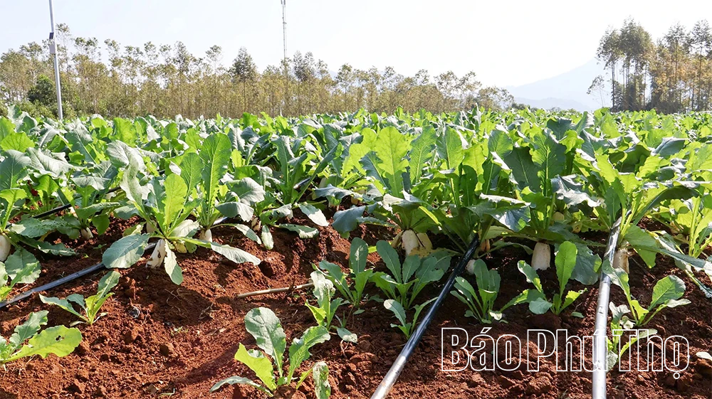 Nông nghiệp xanh - Hướng đi nâng tầm giá trị nông sản