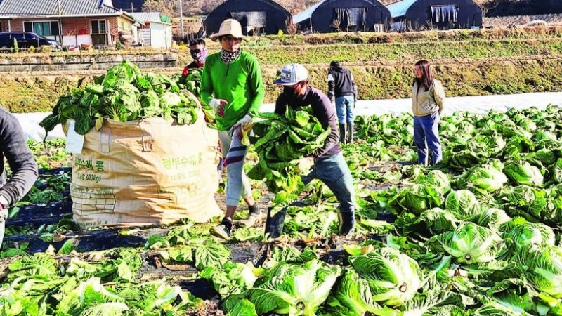 Hàn Quốc công bố Chiến lược Tương lai Chính sách Nhập cư 2030