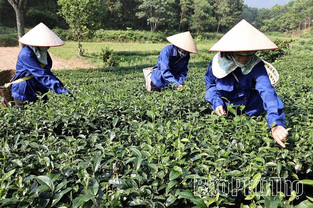 “Mùa vàng” đánh thức những đồi chè