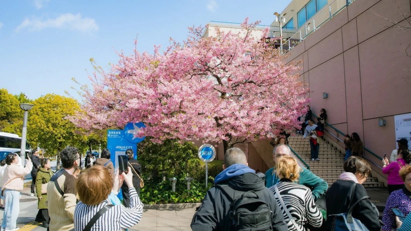 Hoa anh đào Nhật Bản sẽ nở sớm hơn mọi năm