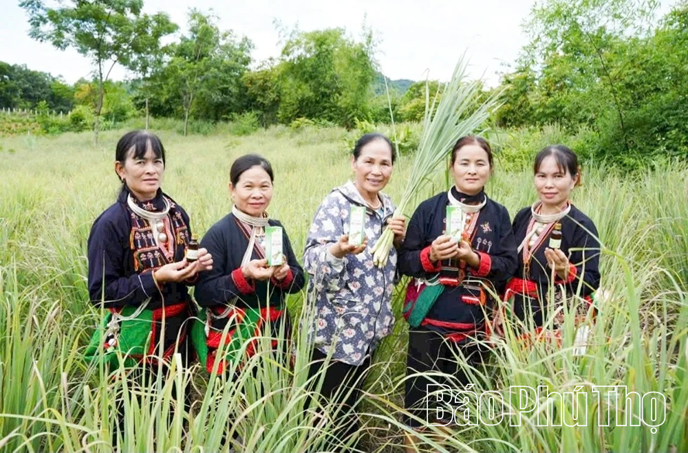 Người “đánh thức” hương sả bản Dao